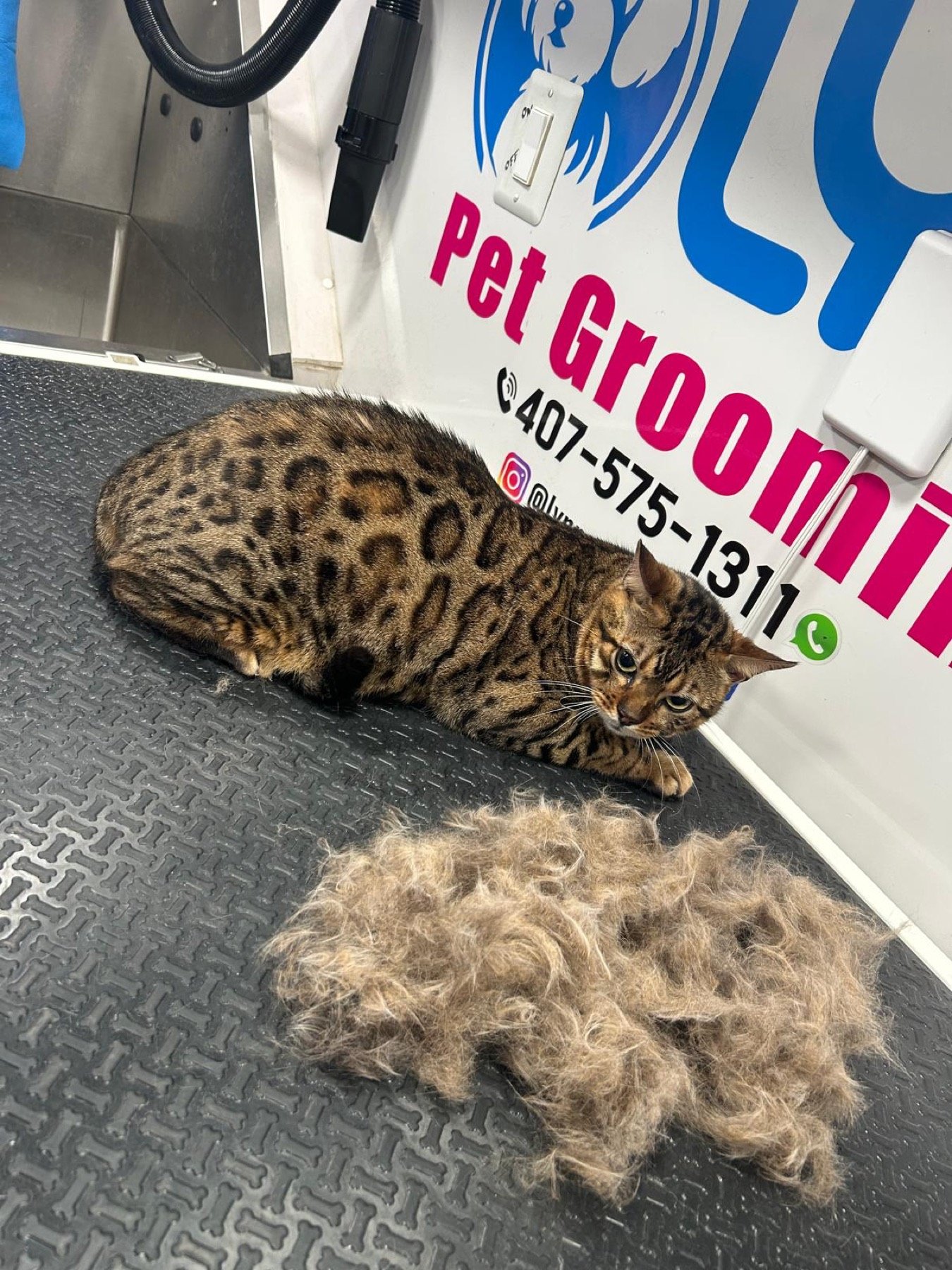 Cat receiving patient mobile grooming care