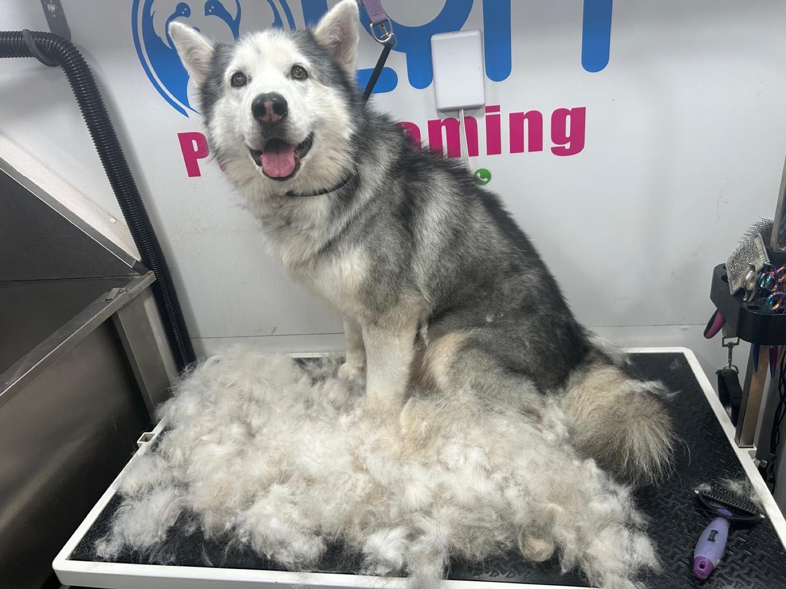 Happy Husky after a professional de-shedding treatment