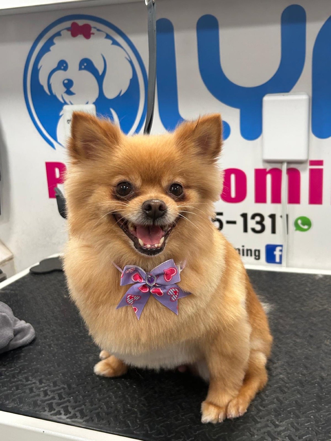 Happy Pomeranian after a mobile grooming appointment
