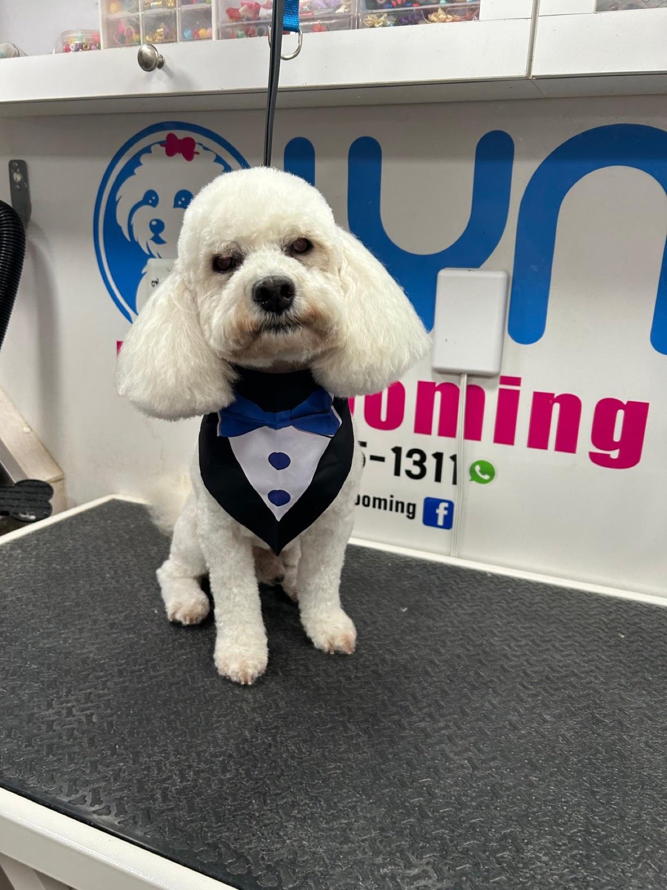 Freshly groomed white Poodle in the mobile salon